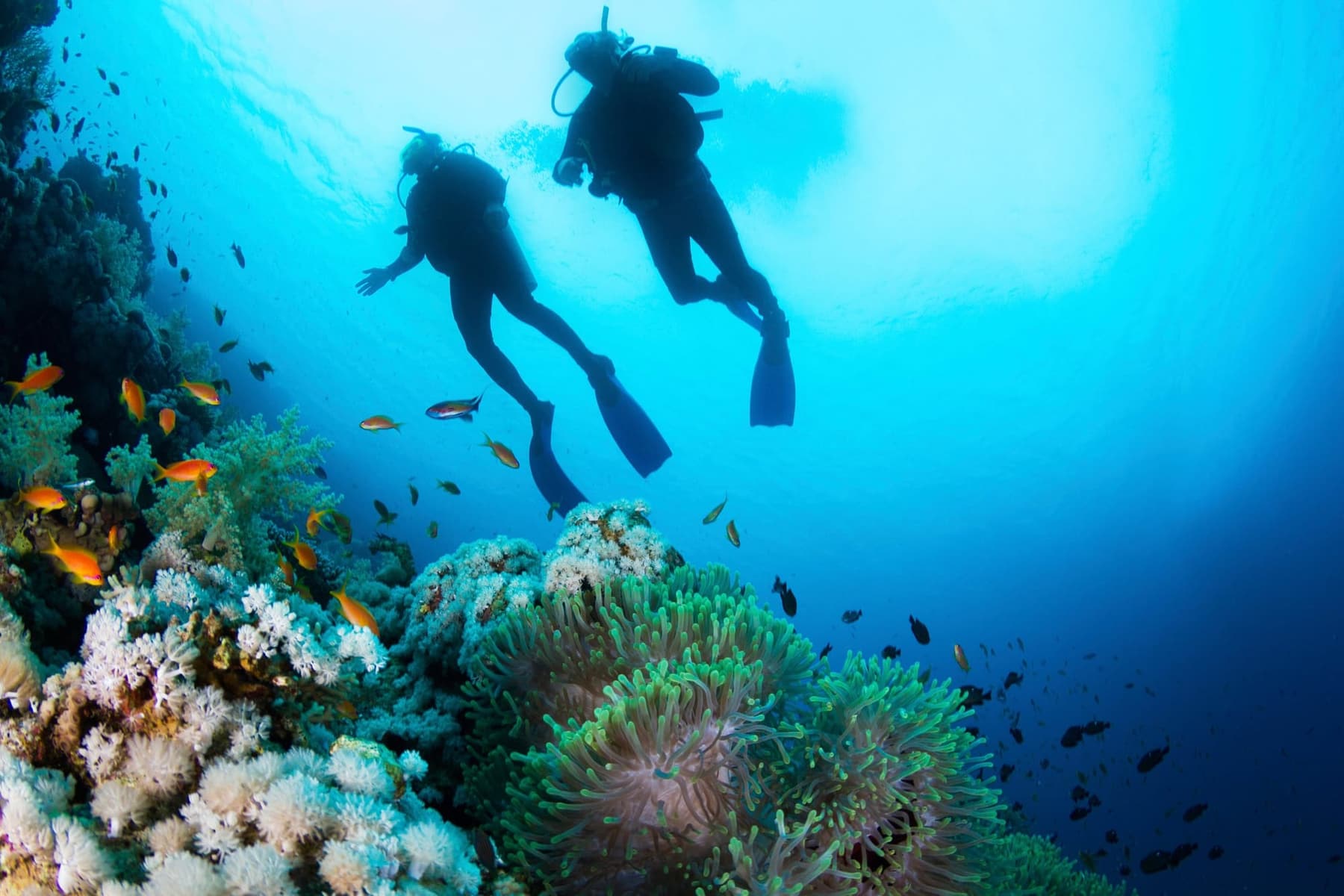 Scuba diving in the waters near Cape Agulhas